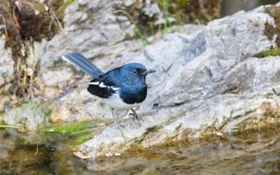 Oriental Magpie-Robin