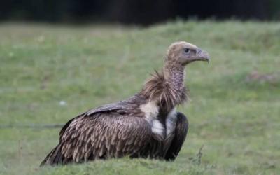 Rare & Endangered Vulture