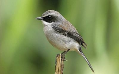 Grey Bushchat