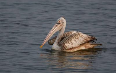 Spot-billed Pelican