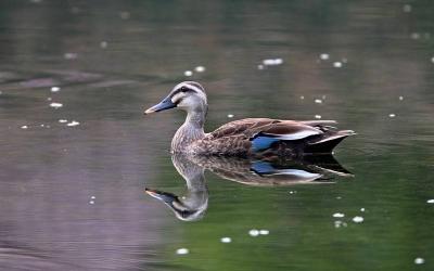 Spot-billed Duck