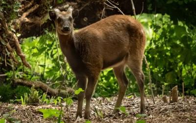 Spotted Deer(Chital)