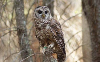 Spotted Owlet