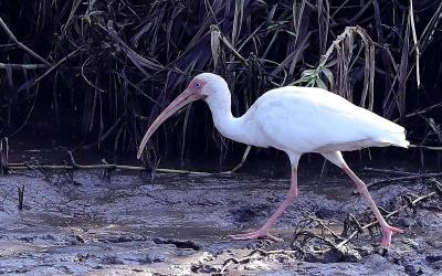 White Ibis