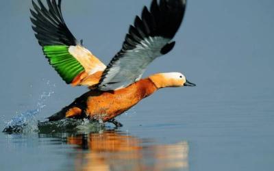 Ruddy Shelduck