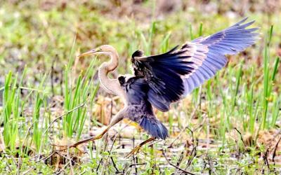 Purple Heron
