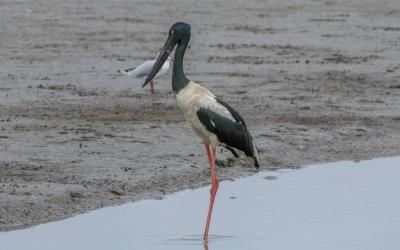 Black-necked Stork