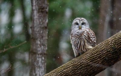 Barred Owlet