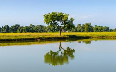 Koshi Tappu Wildlife Reserve