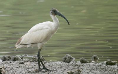 Black-headed Ibis