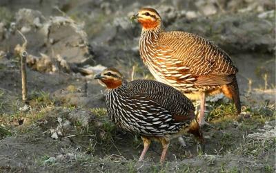 Swamp Partridge