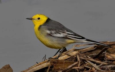 Citrine Wagtail