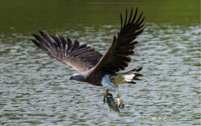 Grey-headed Fish Eagle
