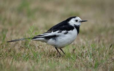 White Wagtail