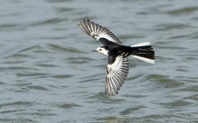 White-browed Wagtail