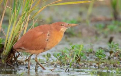 Cinnamon Bittern