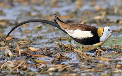 Pheasant-tailed Jacana