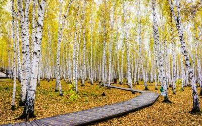 E'erguna Birch Forest