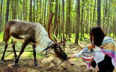 Feed Reindeer with Moss