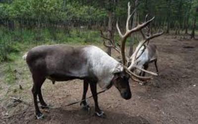 Aoluguya Reindeer Township