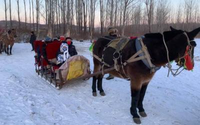 Horse-Drawn Sledge Through Bandit Nests