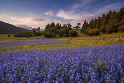 Grassland & Wildflowers