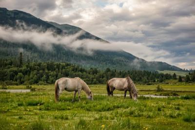 Wandering Cattle & Sheep