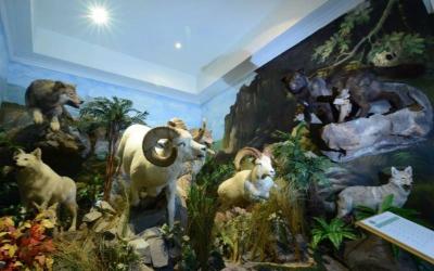 Rahmat International Wildlife Museum
