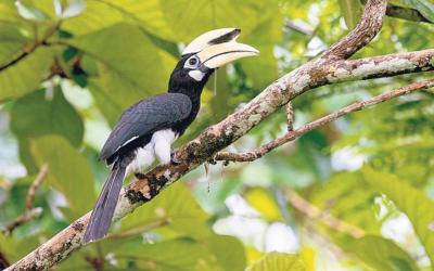 Hornbills