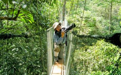 Rainforest Mid-Canopy Birdwatching Spots