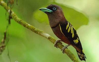 Broadbills