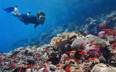 Nusa Laut Island Snorkelling